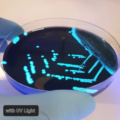 Legionella BCYE Agar - EWC Diagnostics