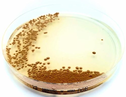 Dichloran Glycerol (DG18) Agar